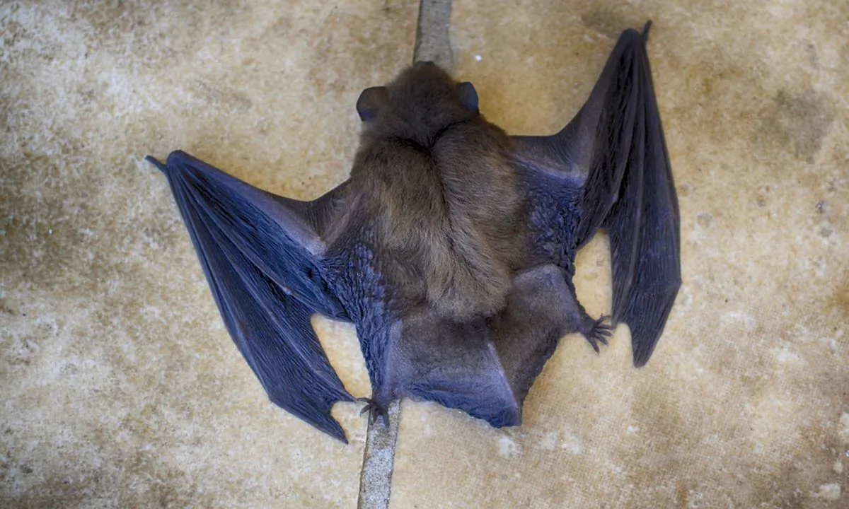 Stock image of a bat. (Dana Tentis/Pixabay)