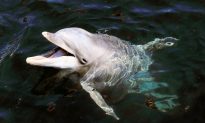 Dog Falls Into Canal and Can’t Get Out, Then These Noisy Dolphins Come to His Rescue