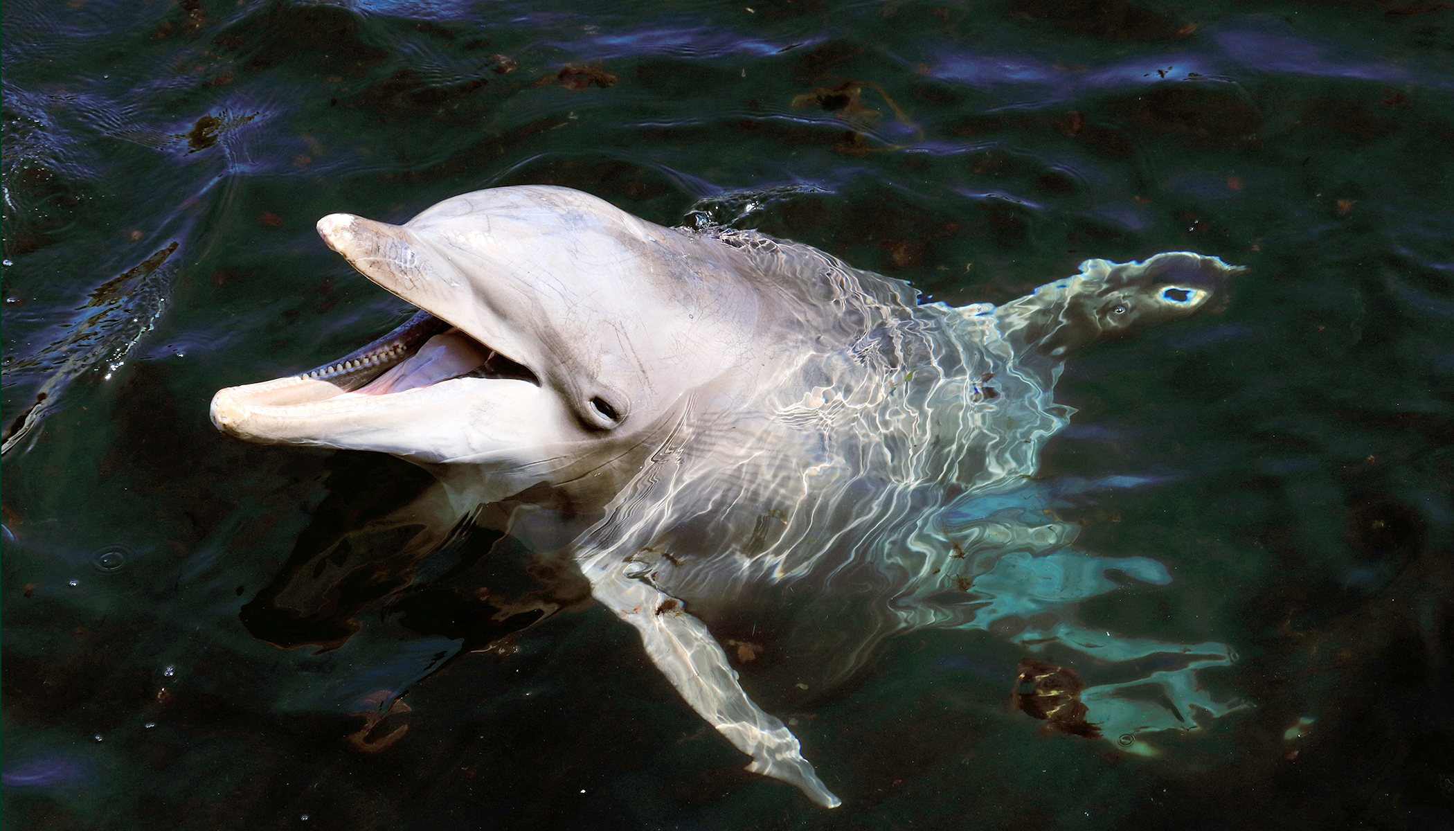 Dolphins help rescue lost dog in Florida after it gets stuck in nearby  canal, owners says – New York Daily News