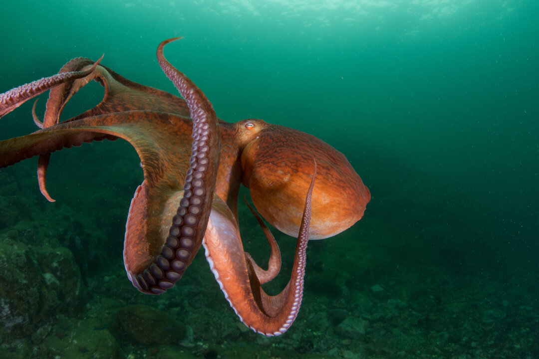 Diver Spots Octopus Using Coconut Shell As a Tool—and He Almost Drowns ...