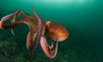 Diver Spots Octopus Using Coconut Shell As a Tool—and He Almost Drowns From Laughing