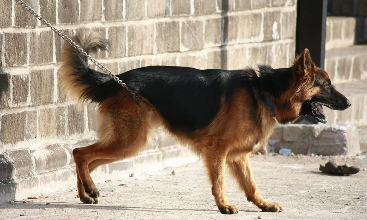 Stock image of a German Shephard. (PD Pics/Pixabay)