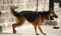 2 Men Strangulate German Shepherd With a Belt for Biting Child’s Ear