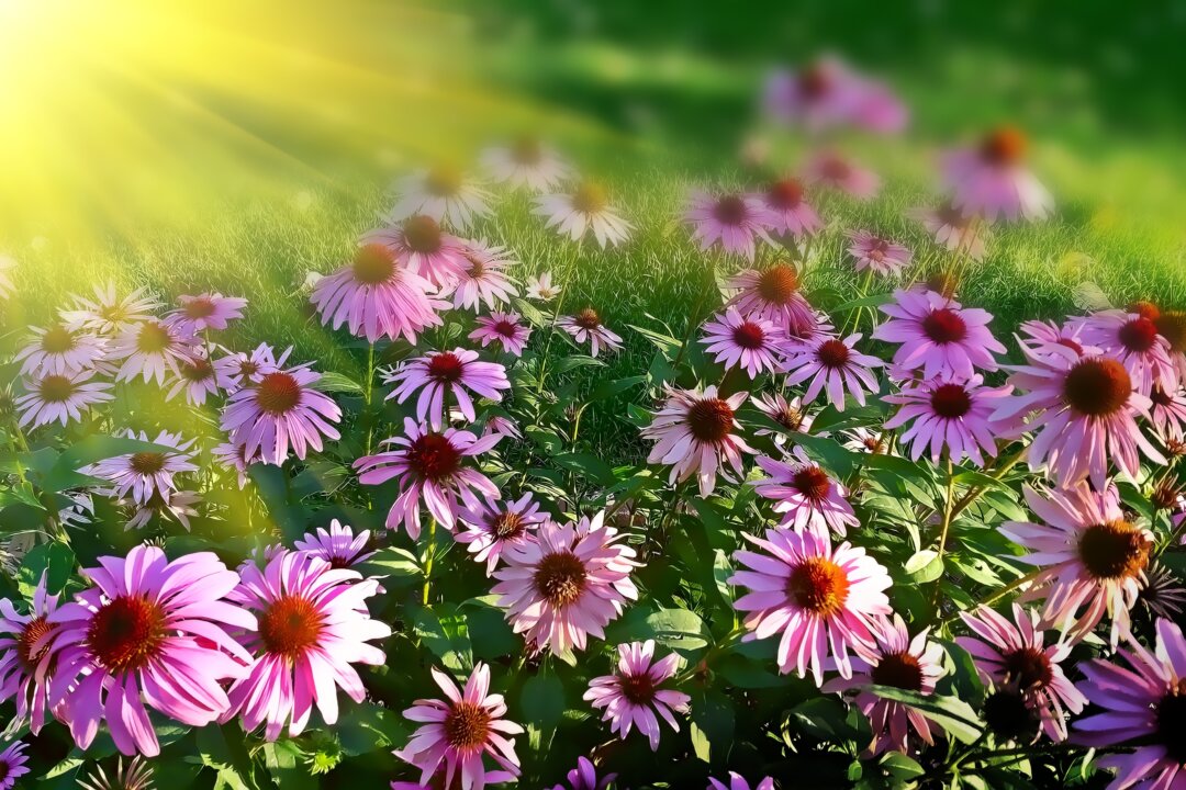Flowers like echinacea look beautiful and offer reputed medicinal benefits. (Flash Alexander/Unsplash)