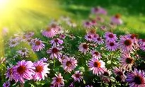 The Healing Power of Plants