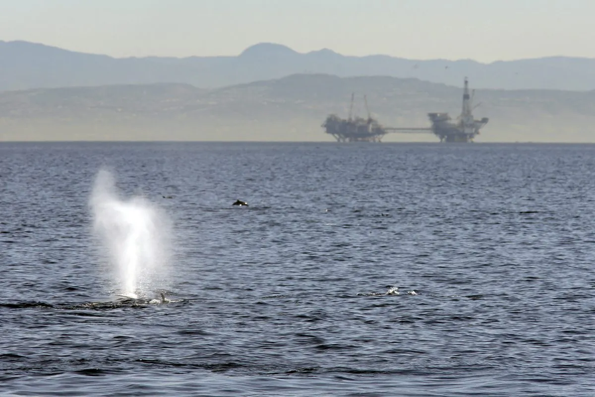 A fin whale surfaces near offshore oil rigs off the southern California coast near Long Beach, Calif., on Jan. 29, 2012. (David McNew/Getty Images)