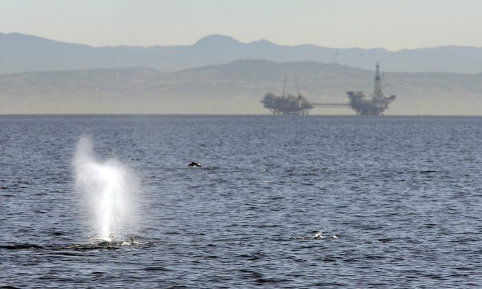 A fin whale surfaces near offshore oil rigs off the southern California coast near Long Beach, Calif., on Jan. 29, 2012. (David McNew/Getty Images)