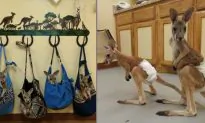 Sale of Kangaroos in Texas Sparks Outrage on Social Media