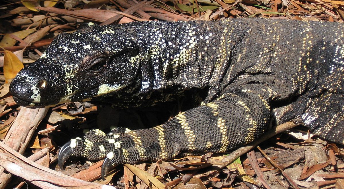 Man Sees Giant Lizard Climbing His Screen Door, Inches From Him