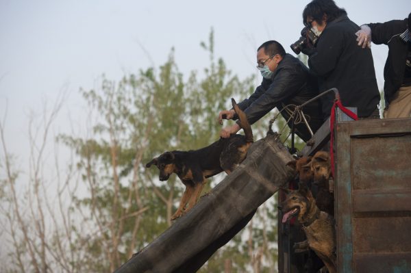 China dog rescue