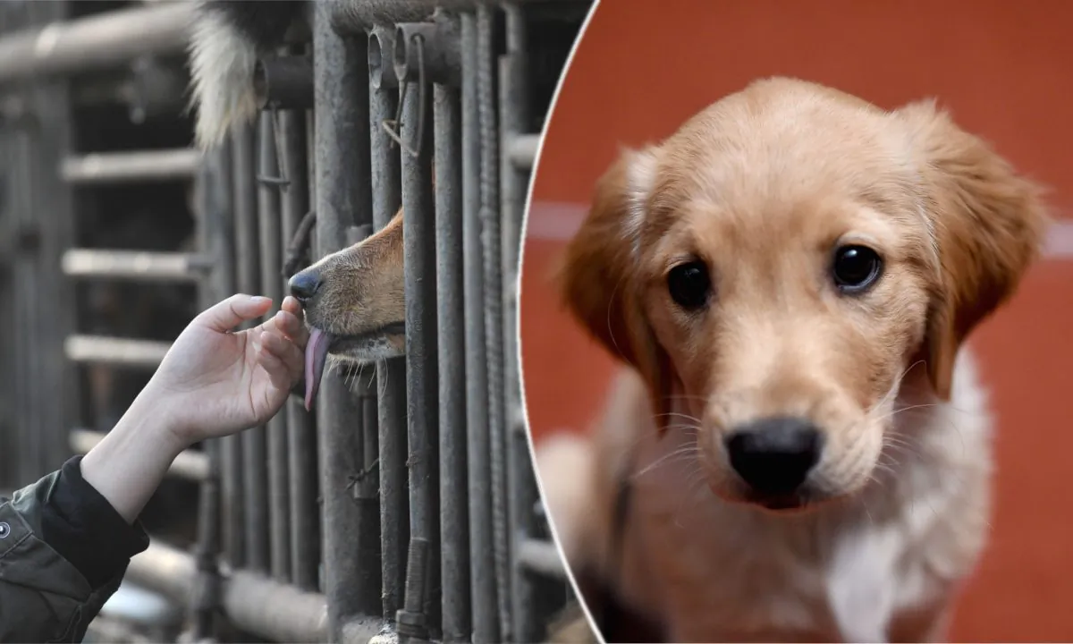 (L) A dog lover consoles a dog locked on a truck. (STR/AFP/Getty Images) | (R) A young golden retriever. (Jamie McCarthy/Getty Images)