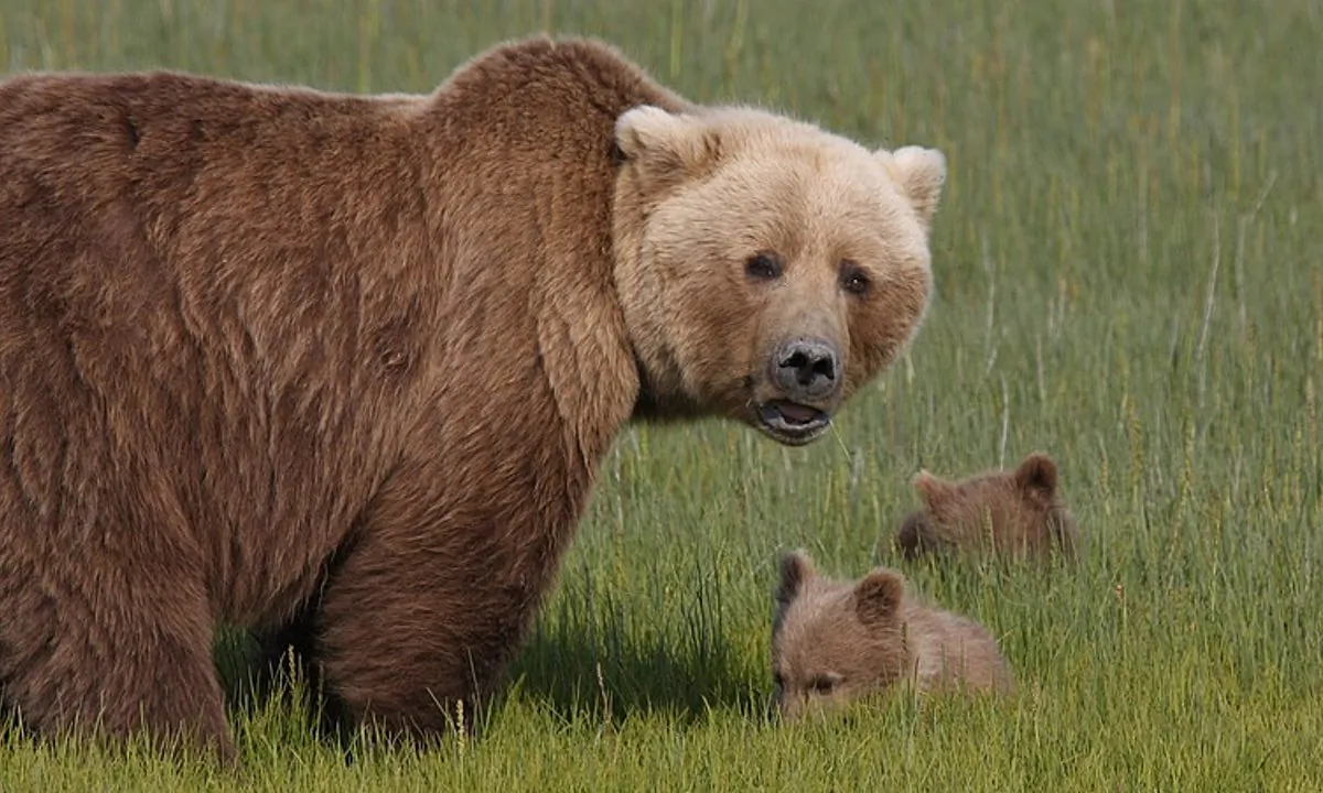 Stock image of a bear with her cubs. (Skeeze/Pixabay)