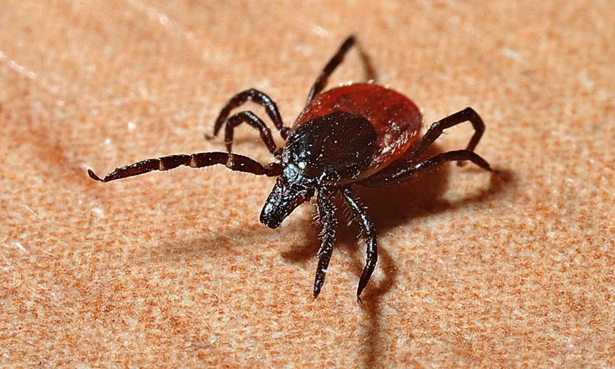 Stock image of a tick. (Jerzy Gorecki/Pixabay)