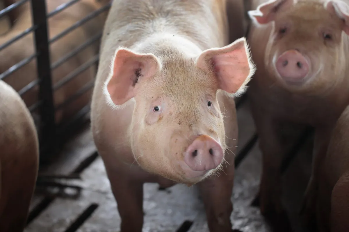 Hogs are raised on the farm of Ted Fox near Osage, Iowa, on July 25, 2018. (Scott Olson/Getty Images)