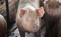 Nonprofit Citizens Against Government Waste’s ‘Pig Book’ Exposes Billions in Earmarks
