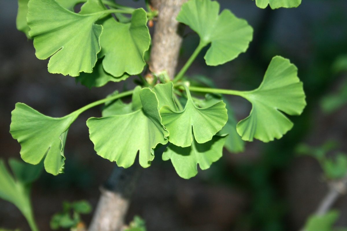 Gingko biloba can live a thousand years, survive the fallout from a nuclear explosion, and pass on some of those powers to the people that eat it. (publicdomainpictures.net)