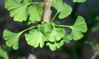 Gingko Biloba: A ‘Living Fossil’ With Life-Extending Properties