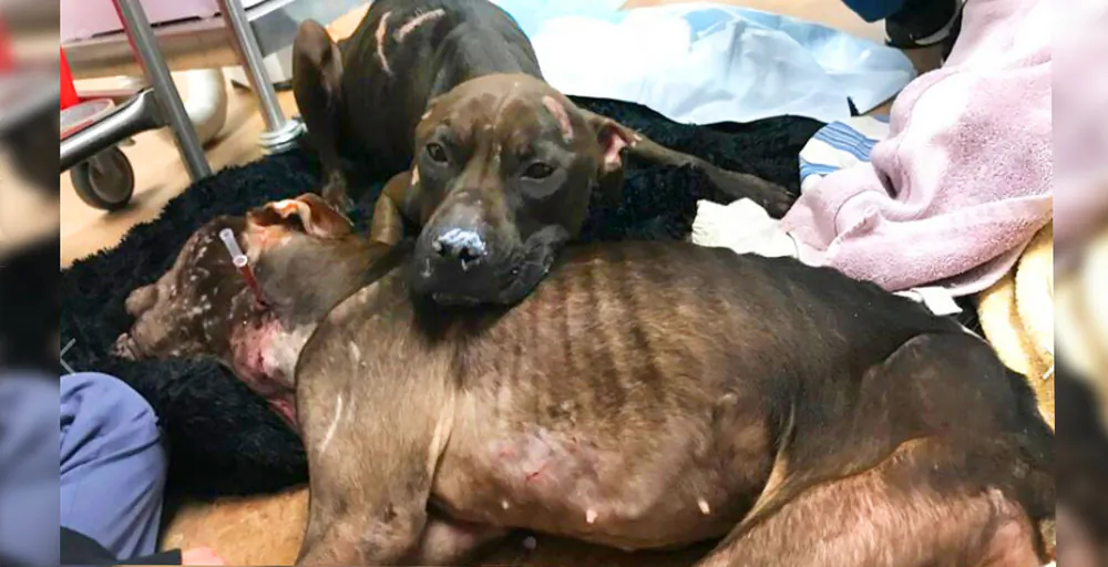 (Photo courtesy of Justice Rescue)