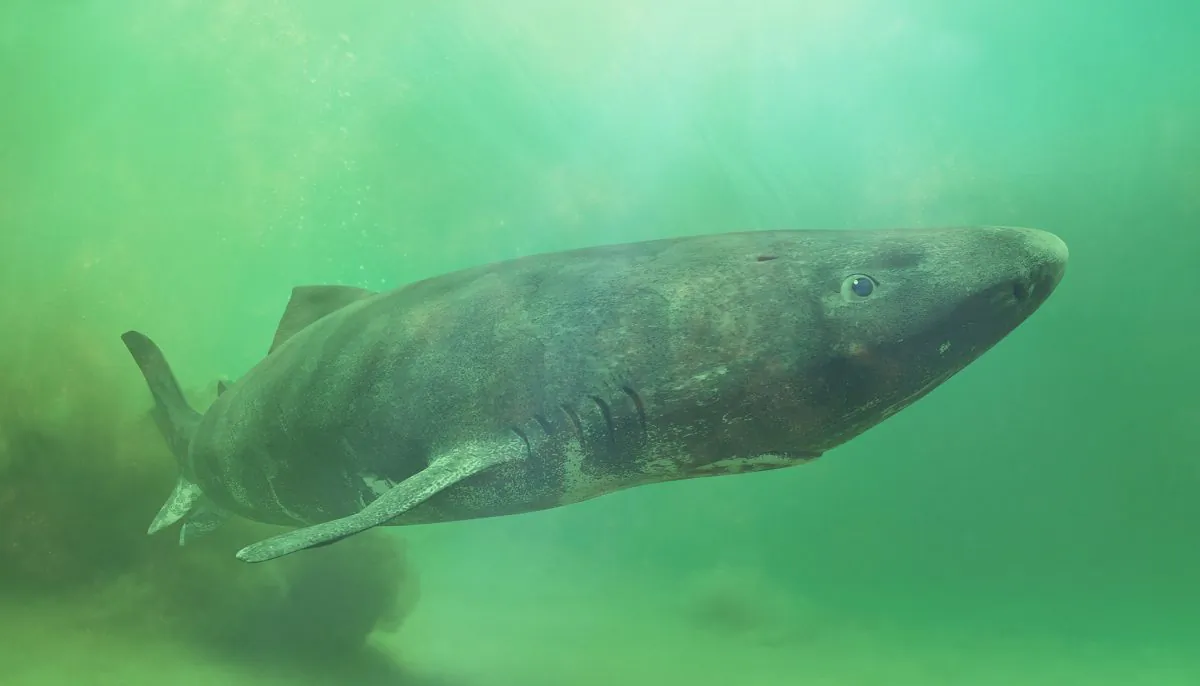 A stock photo of a shark (Illustration - Shutterstock)