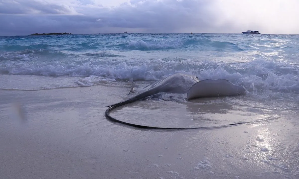 Stock image of a stingray on the beach. (Bobgrg/Pixabay)