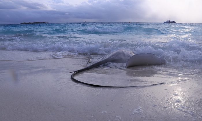 Stock image of a stingray on the beach. (Bobgrg/Pixabay)
