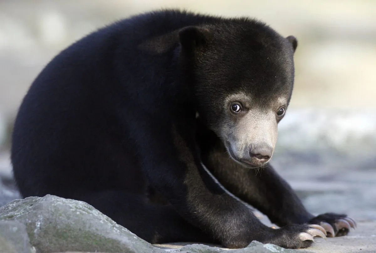 A sun bear is pictured in a Berlin zoo in a file photo. (Clemens Bilan/AFP/Getty Images)