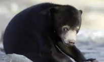 Malaysian Singer Arrested After Bear Spotted Roaring Out of Condo Window