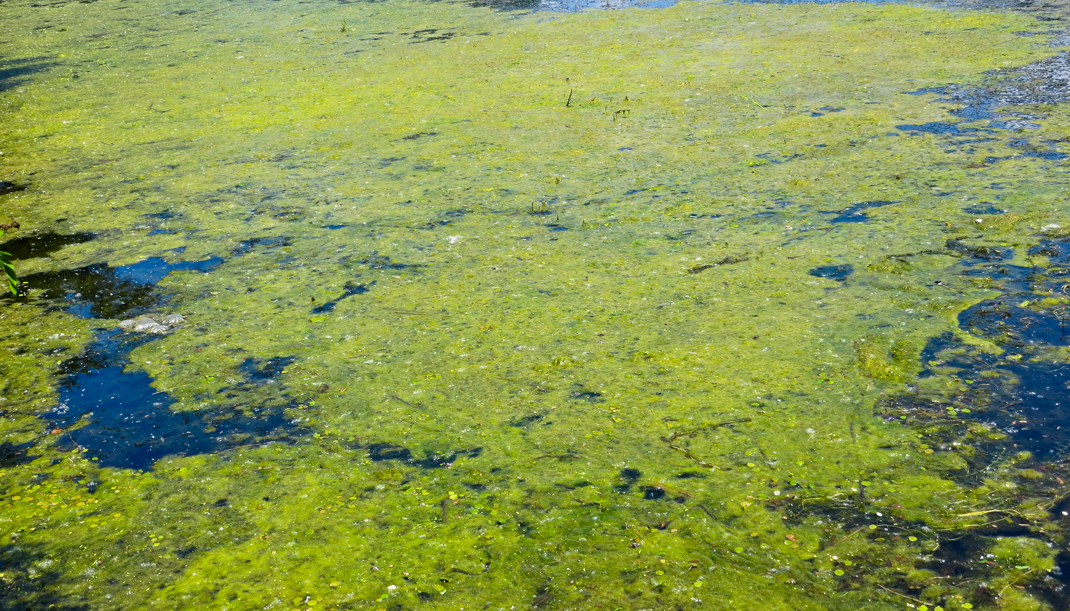 Растущая на дне озера. Болотная водоросль спирогира.