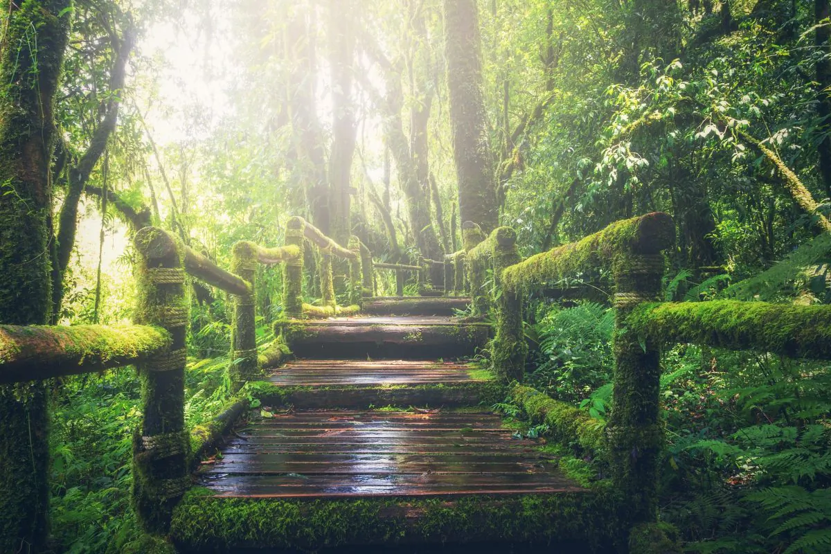 Ancient Chinese philosopher Laozi once said: “A massive tree—so wide that it takes two men to wrap their arms around it—began as a tiny sapling. A nine-storey pagoda began as a pile of dirt on its foundation. A journey of a thousand miles begins with a single step.” (Pixabay)