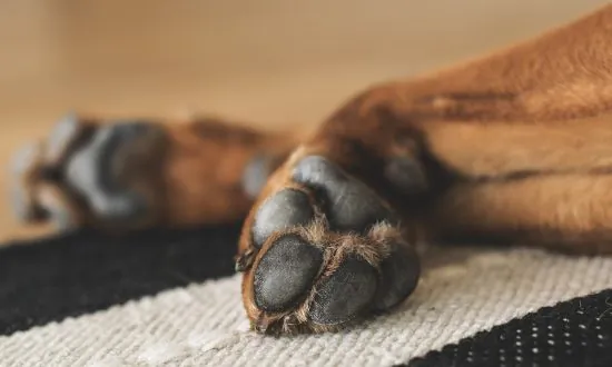 Vet Shares Photo of Burned Paws With a Warning to Dog Owners on Hot Pavements