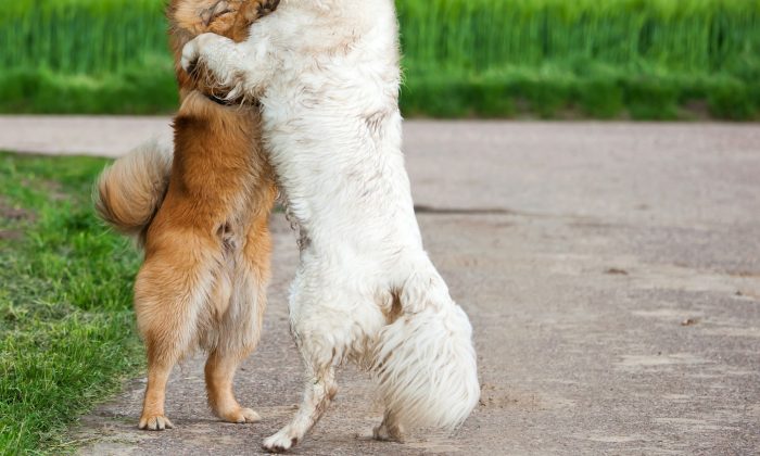 Viral Photo of 2 Dogs Hugging at Kill Shelter Reveals a Heartbreaking ...