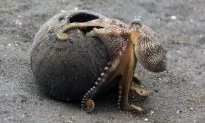 Video: Octopus Crawls out of Shell, Jumps Back Into Ocean
