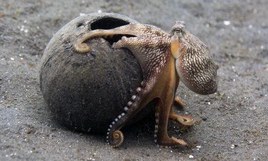 Man Catches Massive Octopus in Viral Video, Defends His Stance