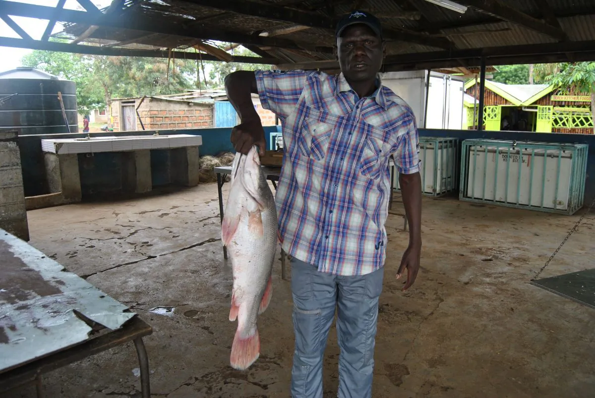 Benard Oluoch holds a Nile perch fish that he has received from fishermen at his shed in Dunga beach on Lake Victoria on June 11, 2019