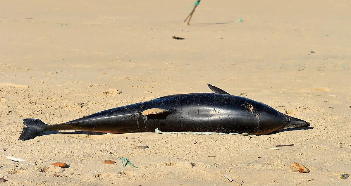 A dead dolphin lies on a beach in a file photo. (Nicolas Tucat/AFP/Getty Images)
