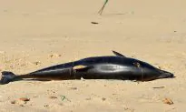 Number of Dolphin Deaths in Gulf Coast Triples in 2019
