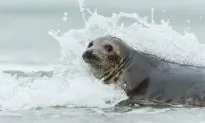 Cheeky Seal Goes Surfing Off the Australian Coast, but See Who’s Giving It a Free Ride