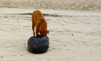 Dog Brings Trash Bag Home. When Owners See What’s Inside, They Rush to Hospital