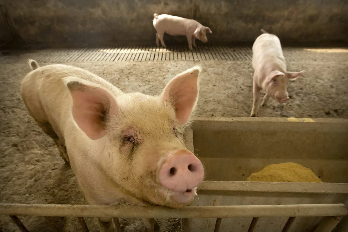Pigs stand in a barn at a pig farm in Jiangjiaqiao village, Hebei Province, China on May 8, 2019. (Mark Schiefelbein/AP)