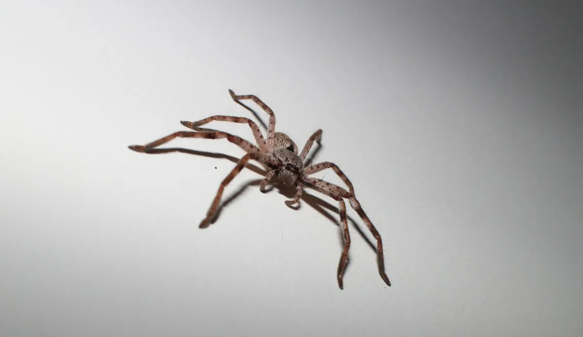 A huntsman spider in a stock photo. (j8acob/Pixabay)