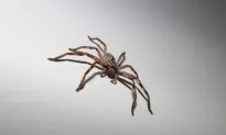 Australian Woman Discovers Giant Spider the Size of a Plate