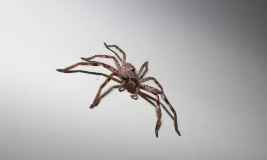 Australian Woman Discovers Giant Spider the Size of a Plate