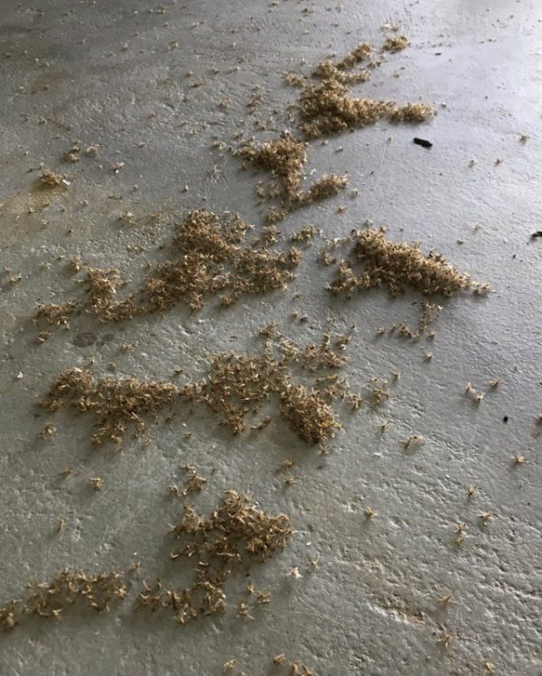 Piles of dead blind mosquitoes, or aquatic midges, are seen in an airplane hangar
