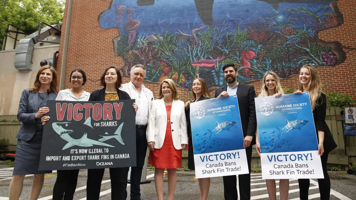 Fisheries Minister Jonathan Wilkinson announces Canada is banning import and export of unattached shark fins. (NTDTV)