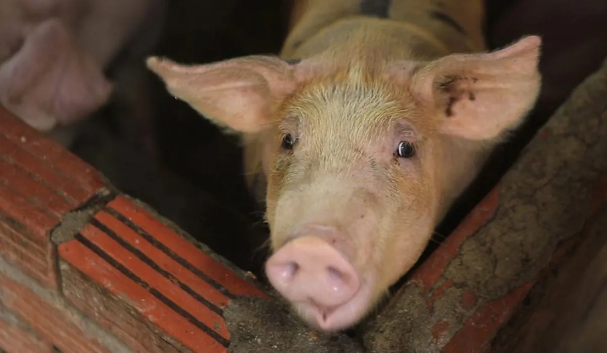 Pigs are kept in a pen in My Duc district, Hanoi, Vietnam on May 30, 2019. (Hieu Dinh/AP)