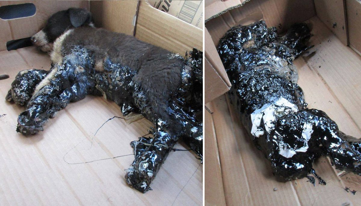 4 tortured pups soaked in hot tar were left to die - but they survived against all odds