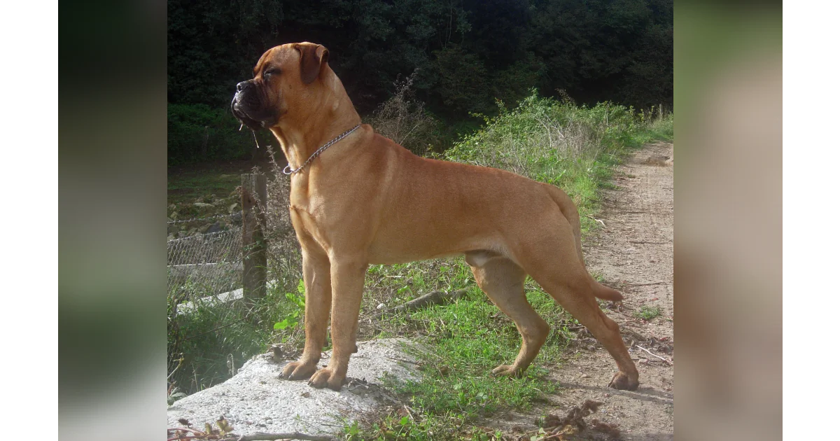 A male bullmastiff. (Fausto Moreno/Wikimedia Commons)
[CC BY-SA 3.0 (ept.ms/2Bw5evC)]