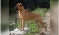 Florida Woman Bit in Face While Trying to Kiss Bullmastiff