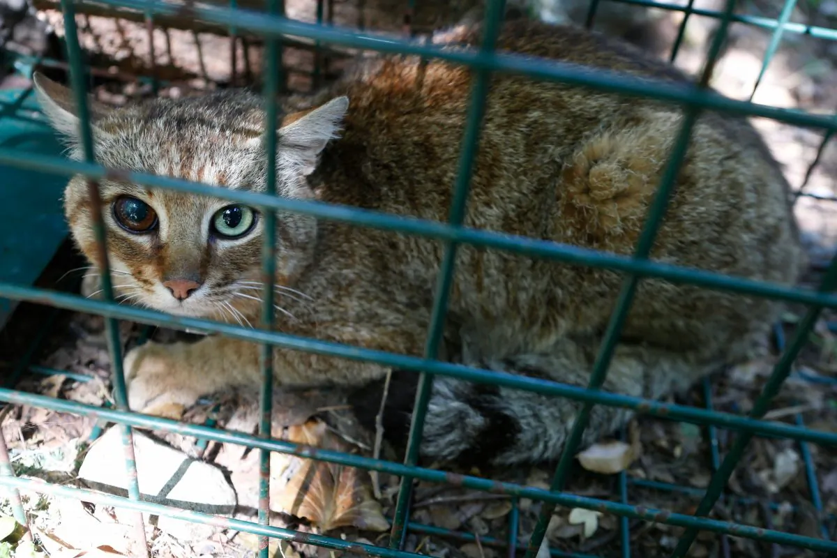 A "ghjattu-volpe," or cat-fox, in Asco on the French Mediterranean island of Corsica, on June 12, 2019. (Pascal Pochard-Casabianca/AFP/Getty Images)