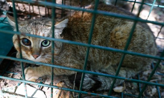 ‘Extraordinary:’ ‘Cat-Fox’ Animal Believed to Be a New Species